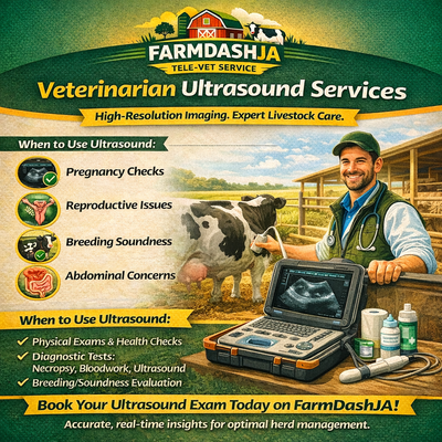 UltraSound Service