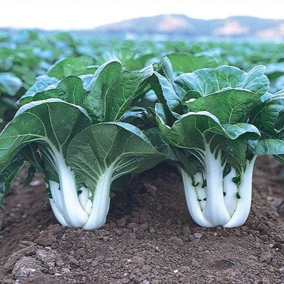 Pak Choi Steamer Seeds (100grams)