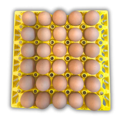 Plastic Egg Tray