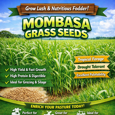 Mombasa Grass Seeds