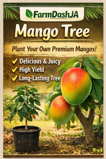 Mango Tree