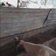 Live Goats Rehoming