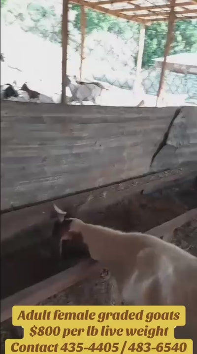 Live Goats Rehoming